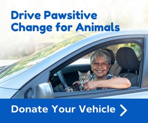 ANIMALS AND CARS